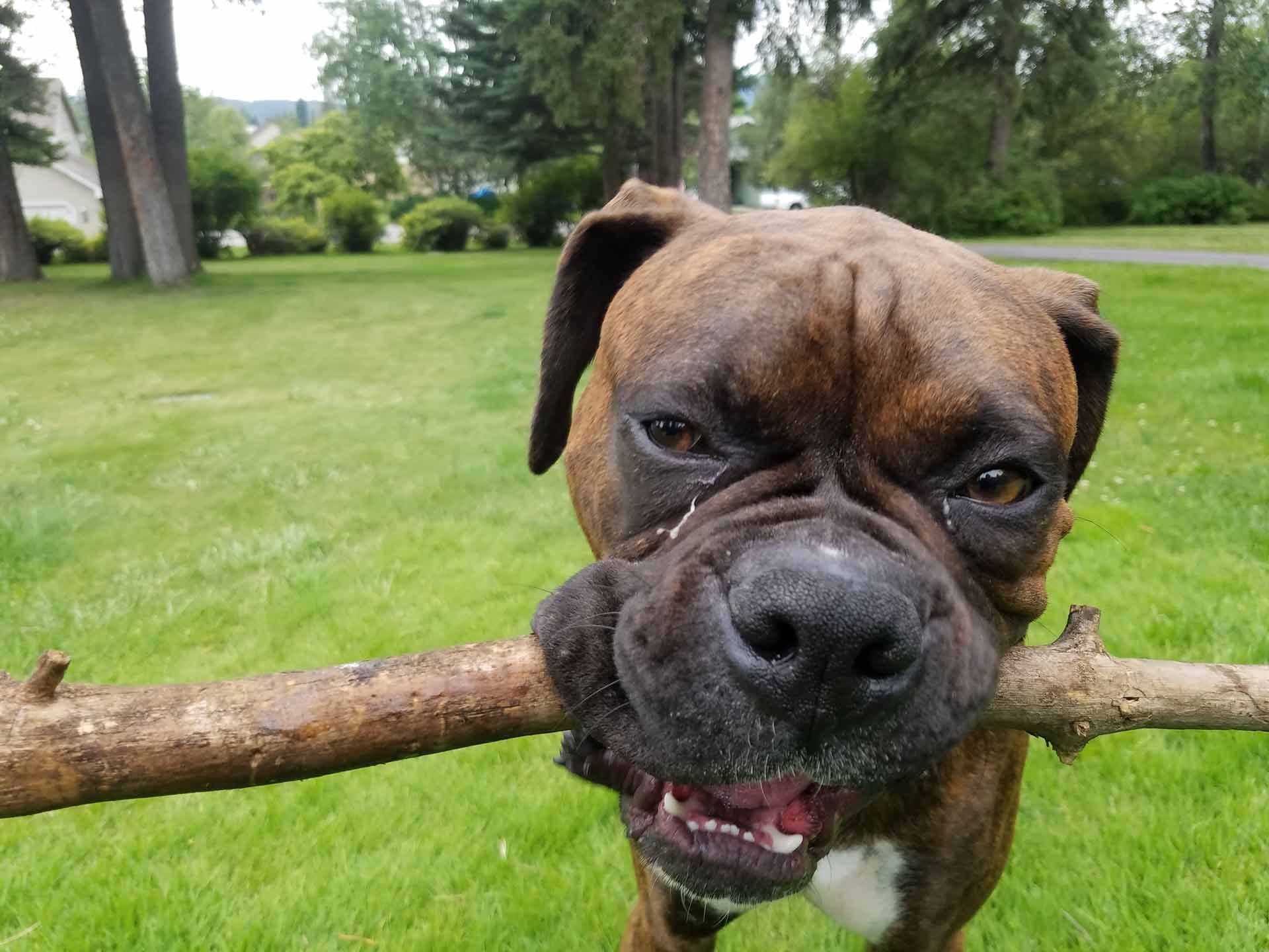 A boxer dog is holding a stick in its mouth