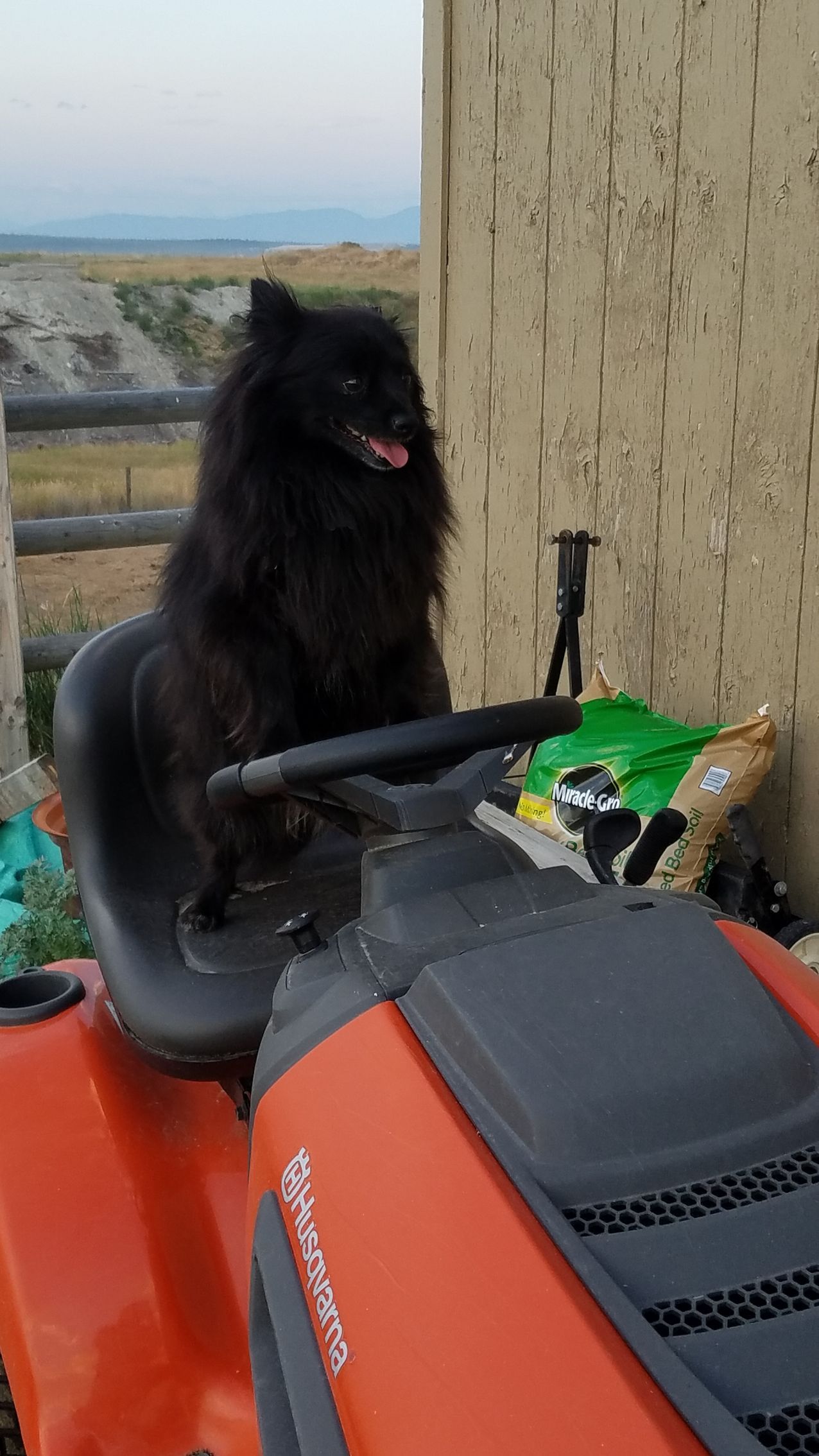 A black dog is sitting on a lawn mower