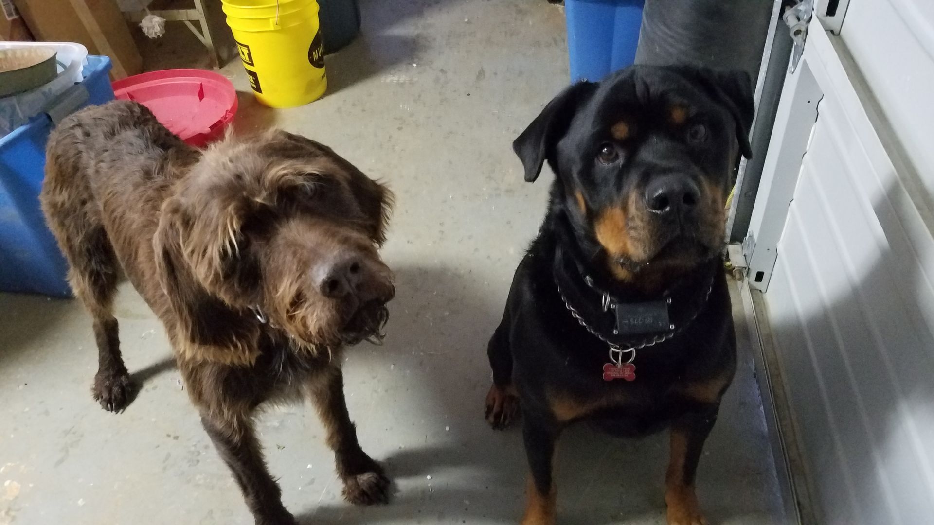 Two dogs are standing next to each other in a garage