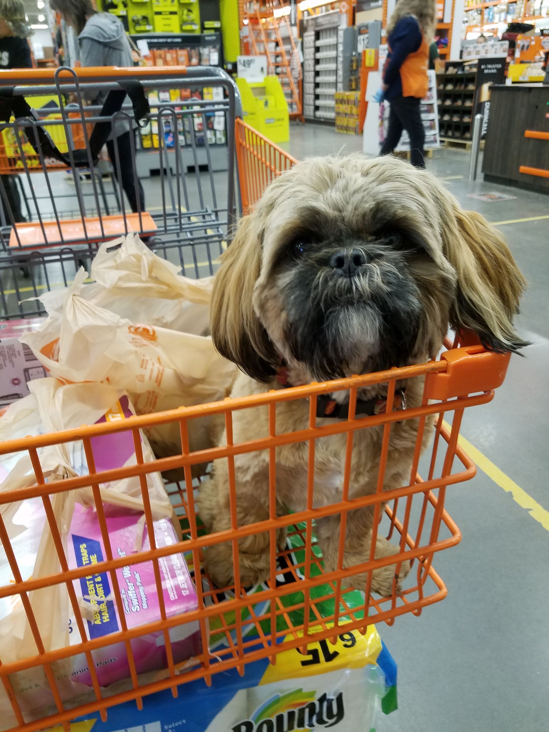 A dog is in a shopping cart with a roll of bounty toilet paper