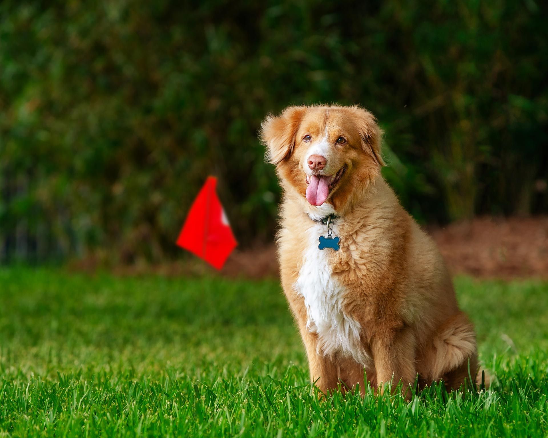 A dog is sitting in the grass with a red flag in the background