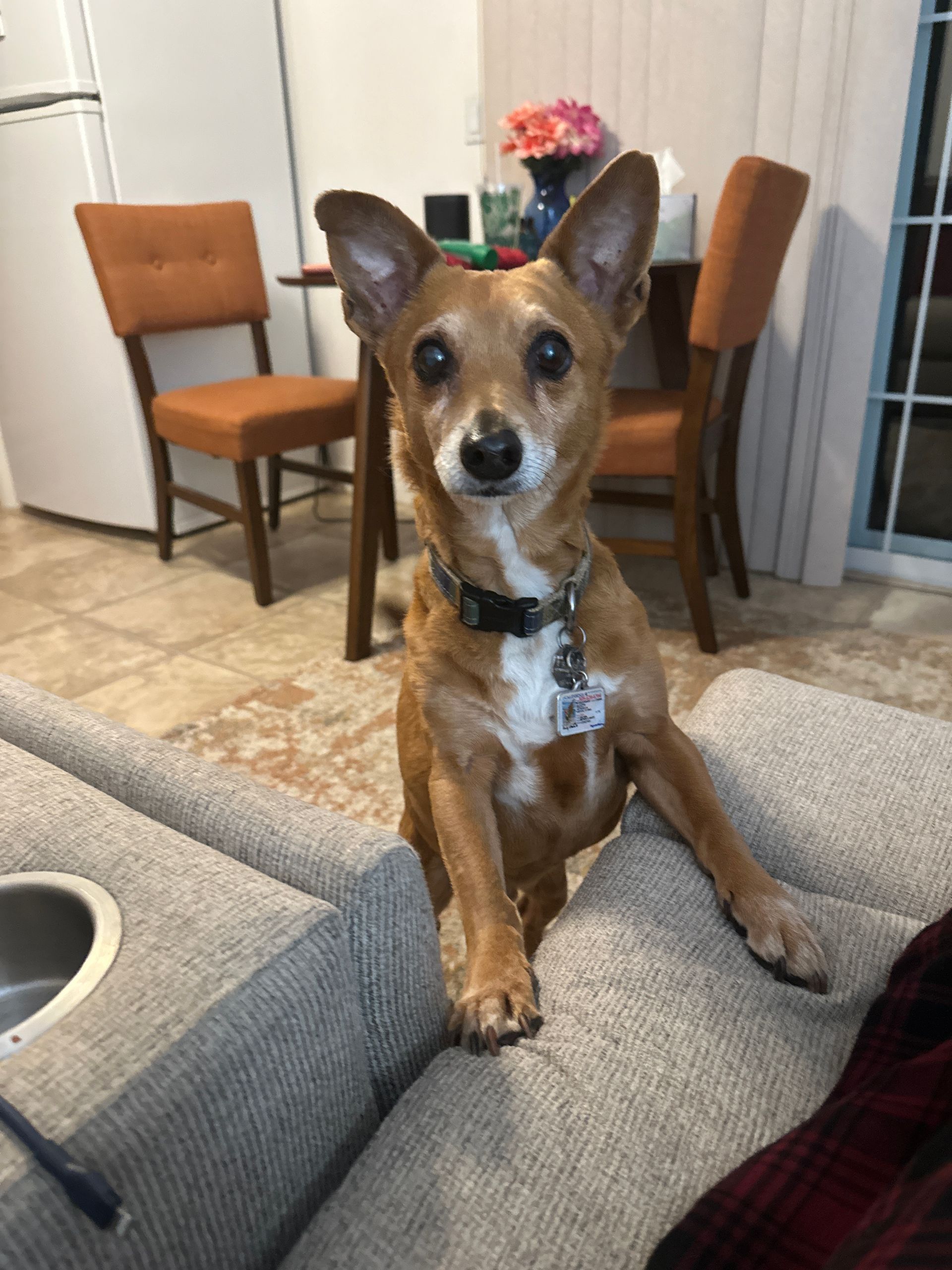 A small brown and white dog is sitting on a couch