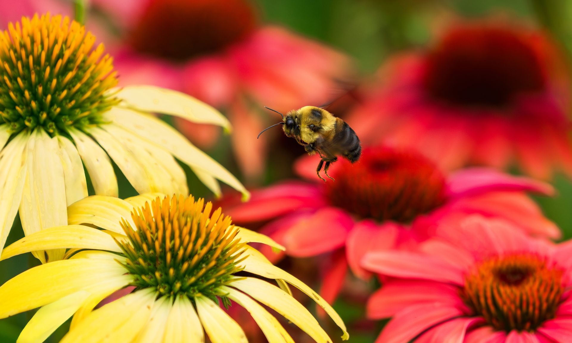 Bee and flowers