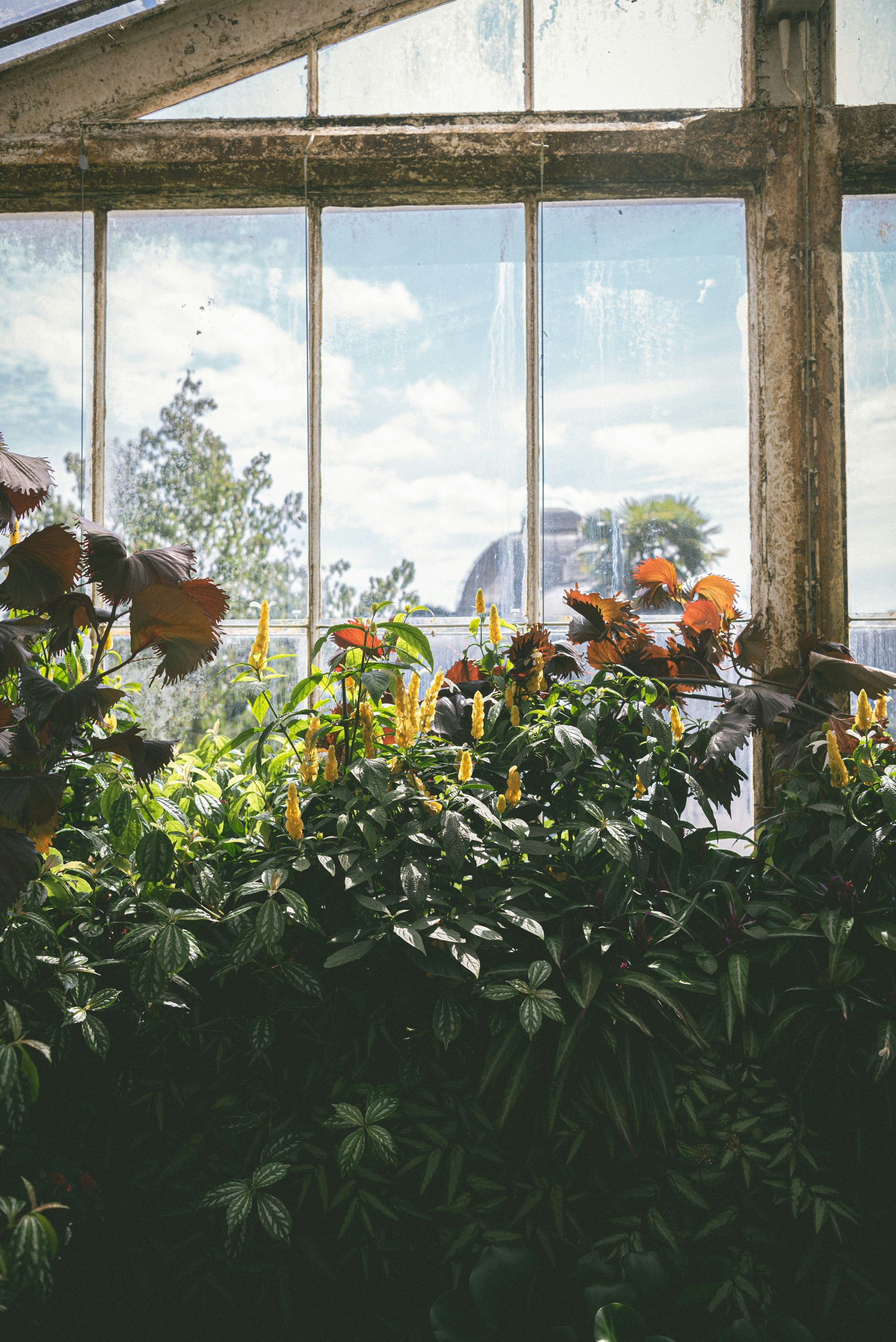 garden flowers butterflies in sunlight inside green house