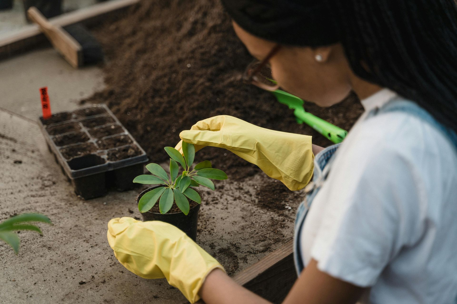 Child planting plant in dirt pot