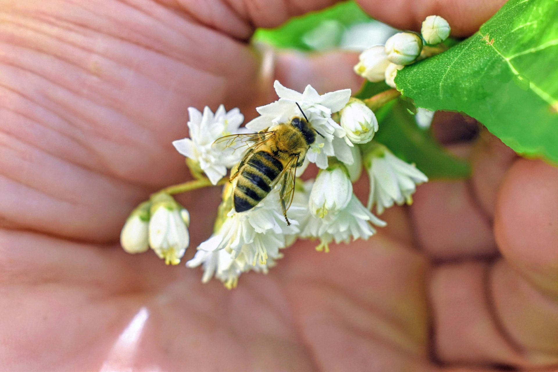 bee hand plant