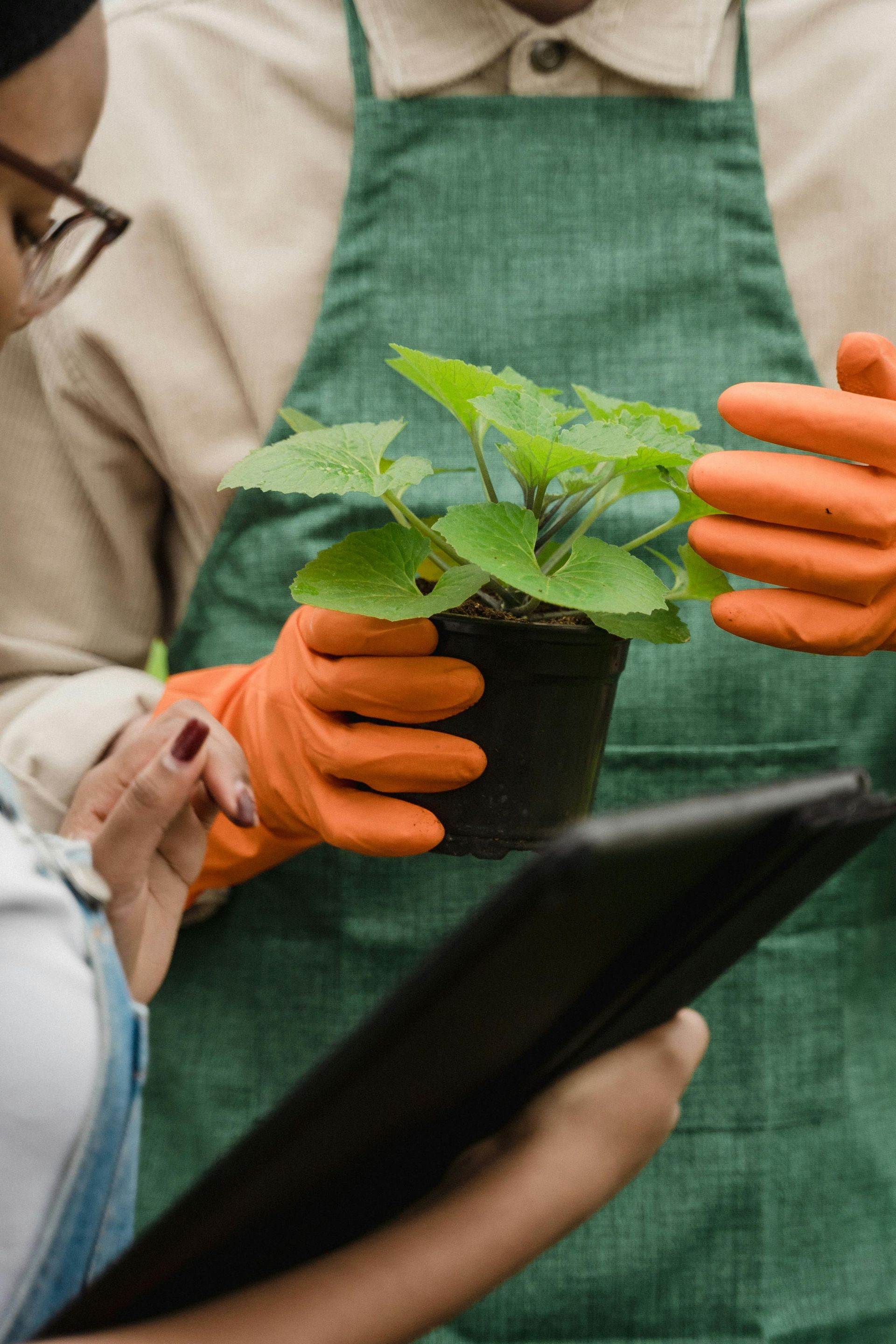 hands holding plant
