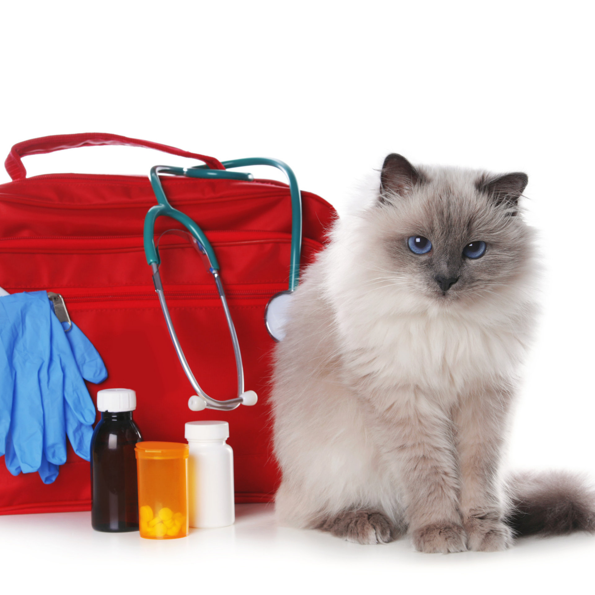 a wonderful cat sitting next to a veterinarian bag