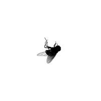 Black fly lying on its back against a white background
