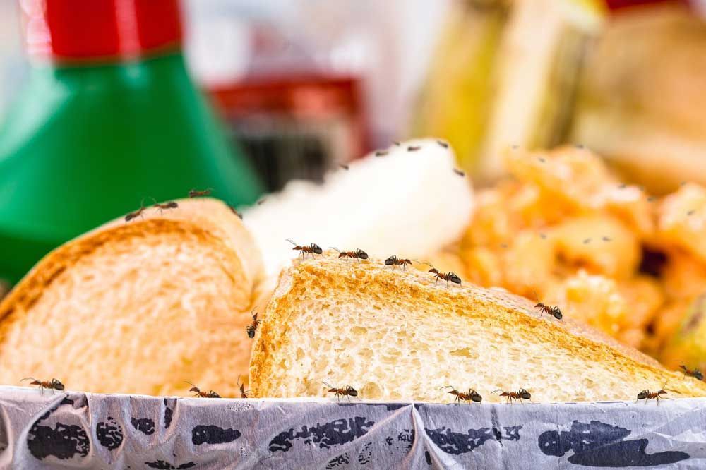 Ants crawling around on bread in the trash.