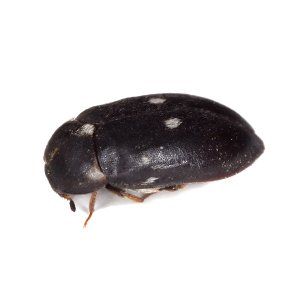 Photo of a Black Carpet Beetle