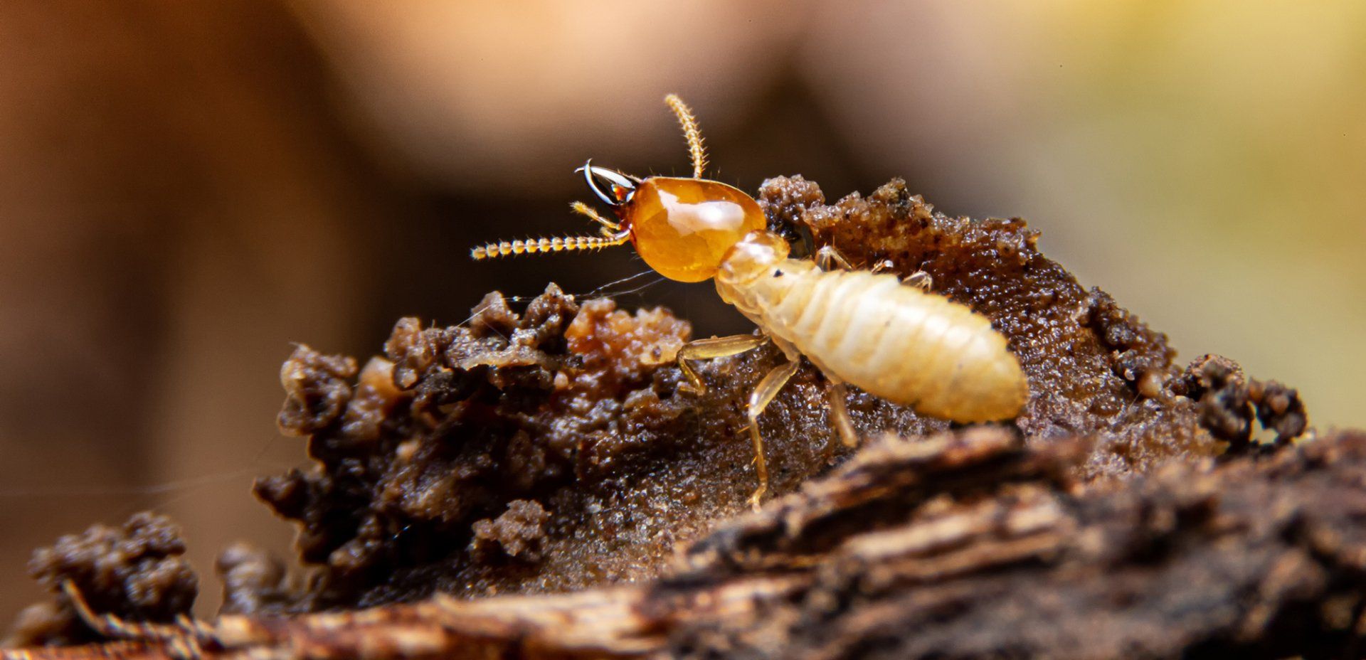 Take Care of a Termite Problem With Steve's Pest Control