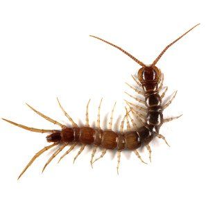 Photo of a Centipede