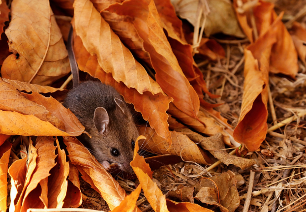 small brown mouse in orange fall leaves on the ground 