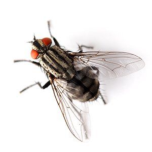 Photo of a House Fly