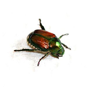 Photo of Japanese Beetles