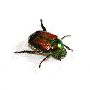 Japanese Beetle - Steeve's