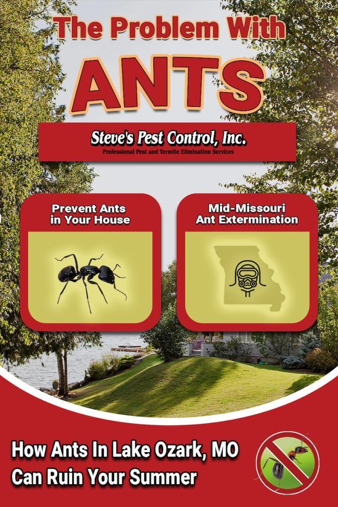 The problem with ants in Lake Ozark, MO homes. Call Steve's Pest Control for quality ant control