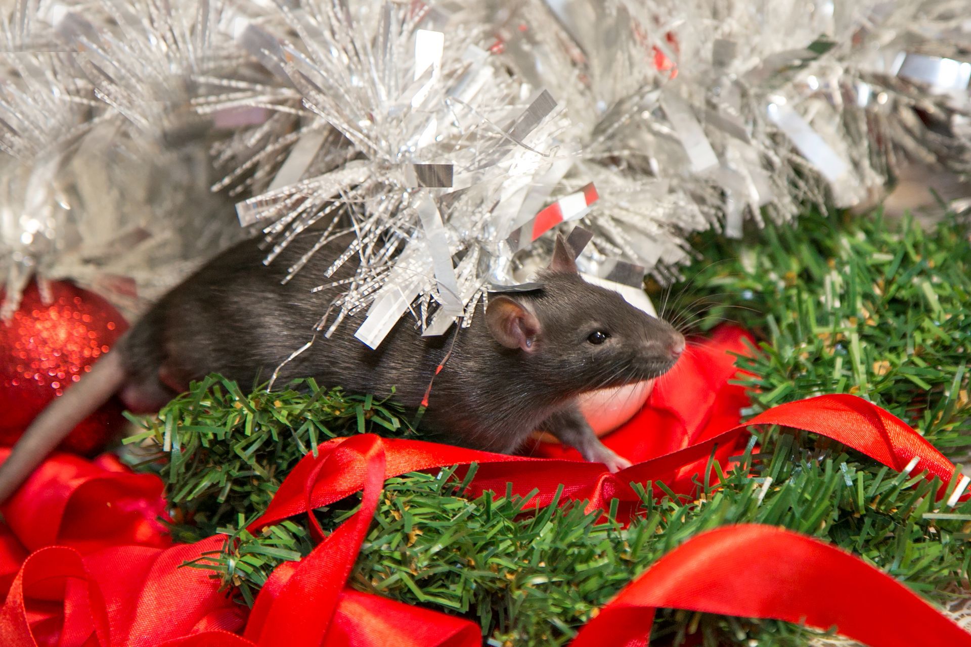 Steve's Pest Control - protecting your home and holiday celebrations from unwanted pests. 