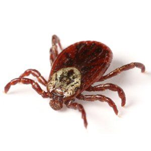 Many Ticks Are Found in Mid-Missouri. Keep Them Out With Steve’s Pest Control