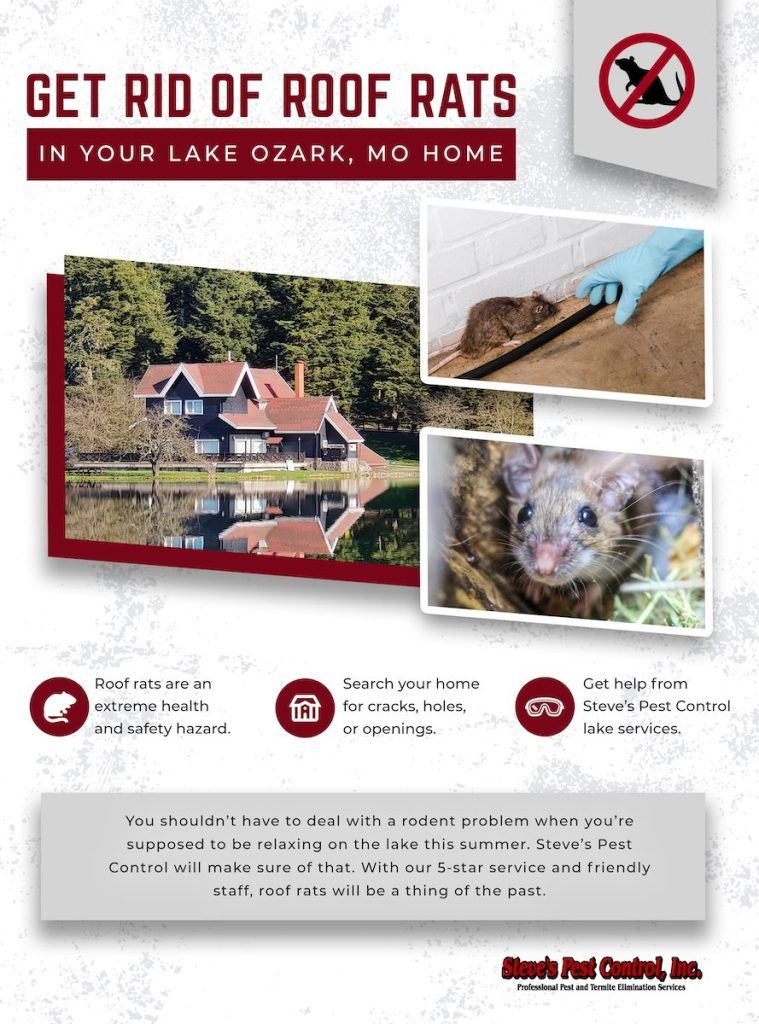 Get Rid of Roof Rats in Your Lake Ozark, MO Home With Steve's Pest Control