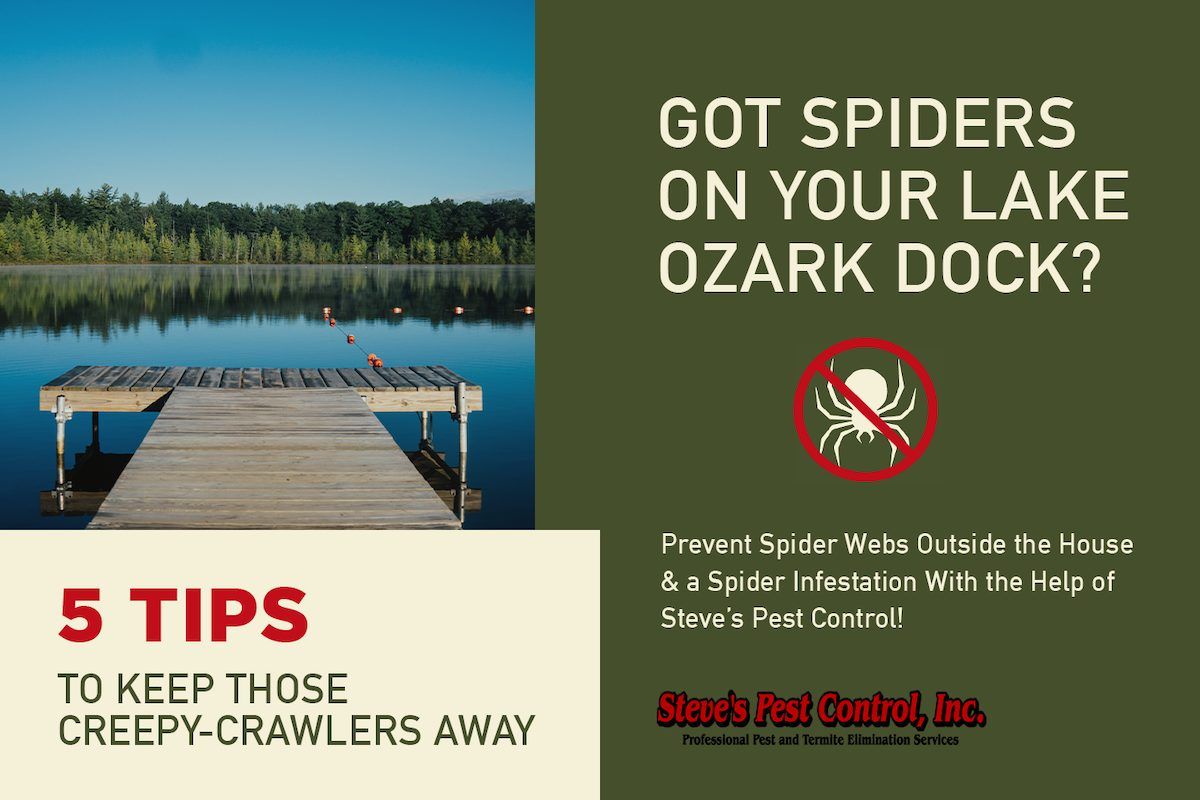 5 tips for keeping dock spiders away from your Lake Ozark, MO home with Steve's Pest Control
