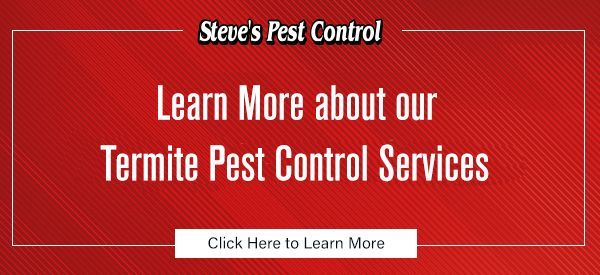 Learn more about termite pest control services with Steve's Pest Control