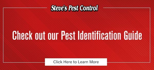 Check out our Pest Identification Guide for Steve's Pest Control