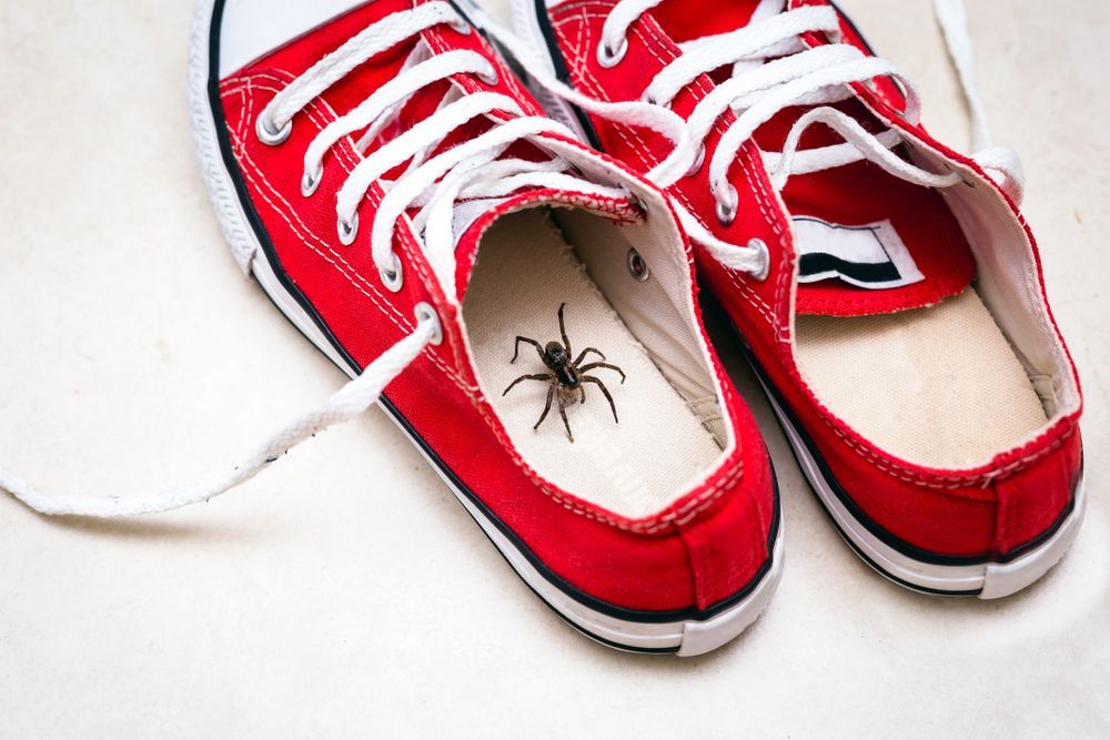 Steve's Pest Control - tennis shoes with a spider inside