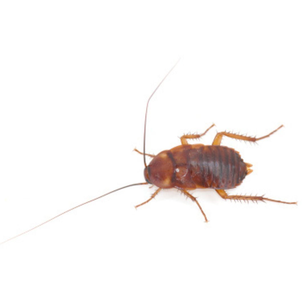 Steve's Pest Control - cockroach nymph. 