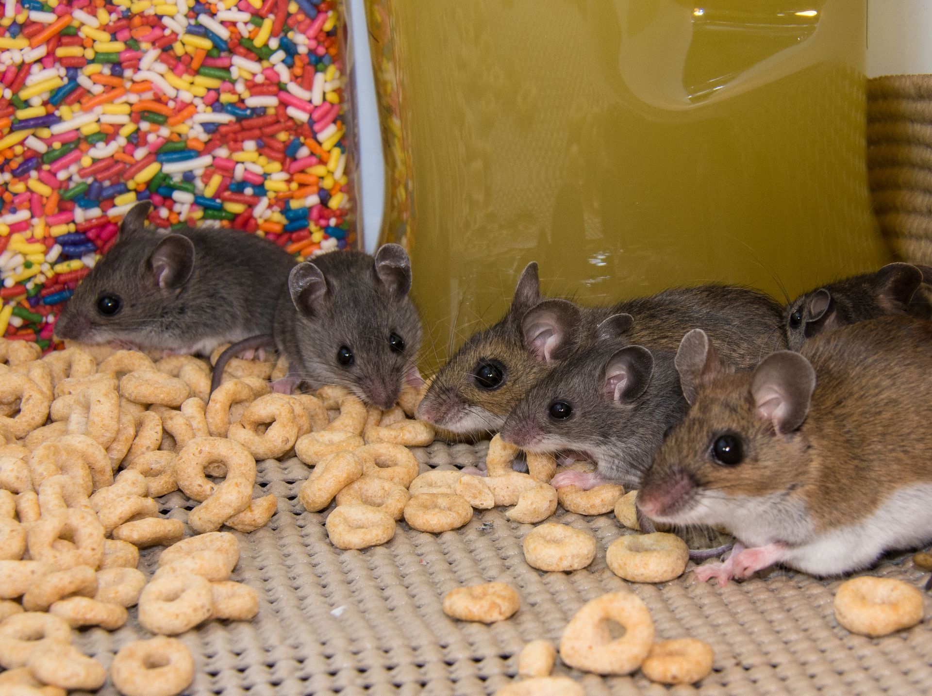 mice in breakfast cereal, rodent pest control in Missouri