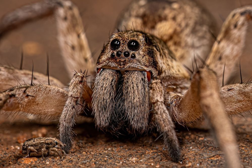 Steve's Pest Control - Wolf Spiders in Missouri