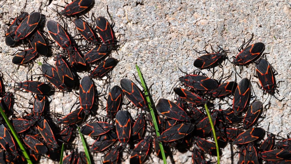 Steve's Pest Control Missouri - Cluster Flies, Box Elder Bugs, and Asian Beetles