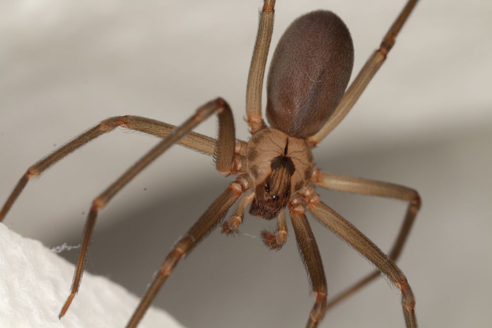 Steve's Pest Control treats brown recluse spiders in Missouri