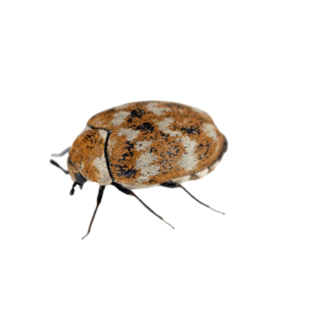 Steve's Pest Control - carpet beetles