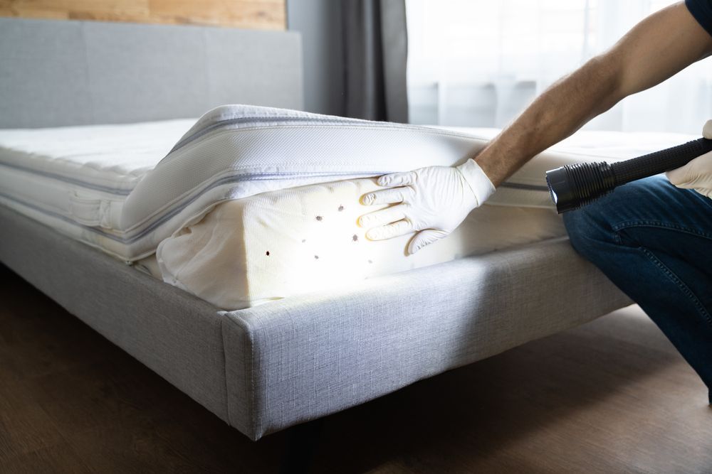 Inspecting a mattress for bed bugs with a flashlight - Steve's Pest control 