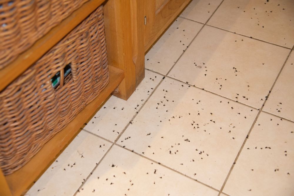 Steve's Pest Control Missouri - Cluster Flies - Fall Pest Invasion