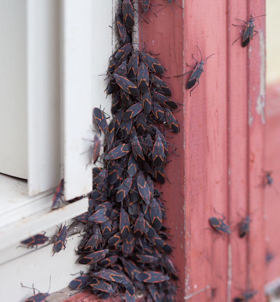 Steve's Pest Control Missouri - Box Elder Bugs - Fall Pest Invasion