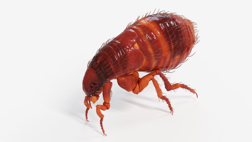 close-up of a flea