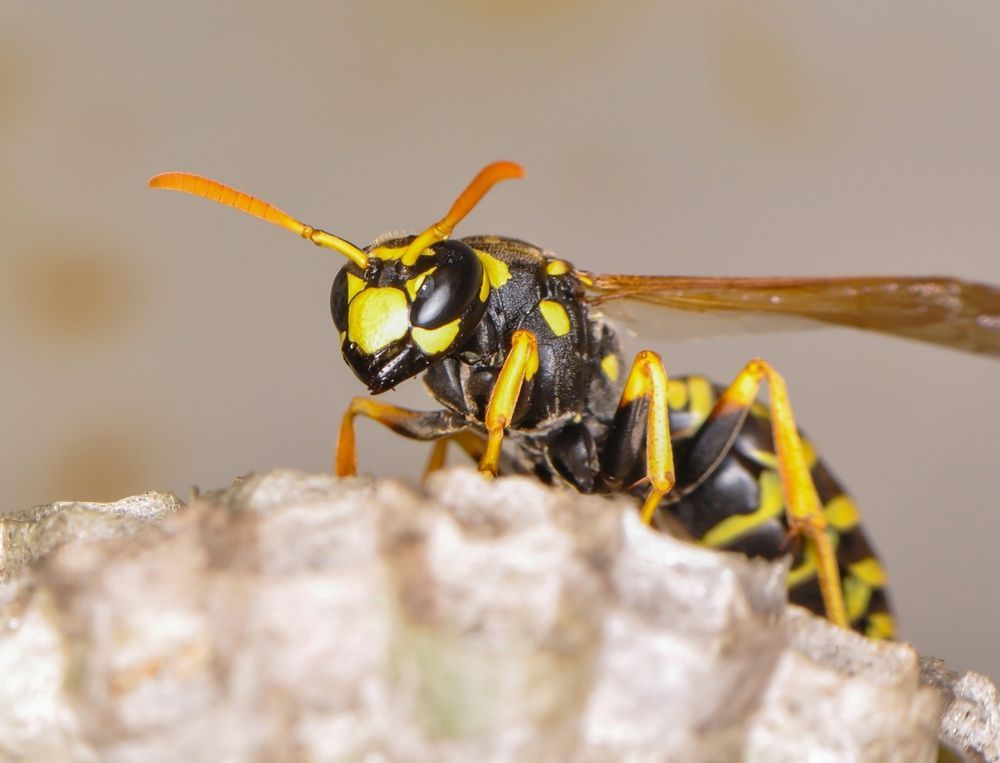 Missouri wasp. 