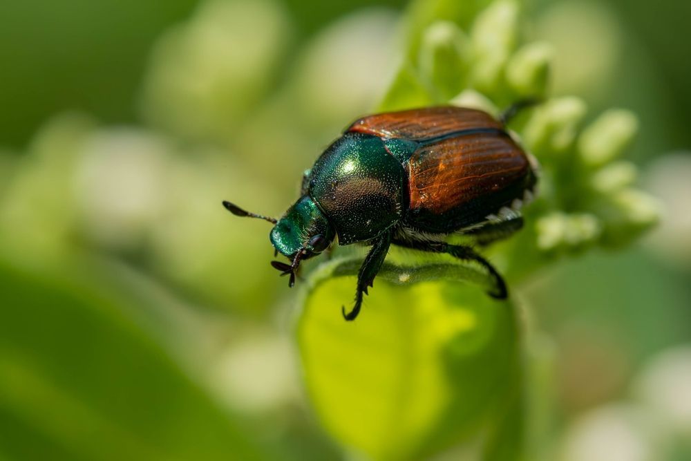 Japanese Beetles in Missouri