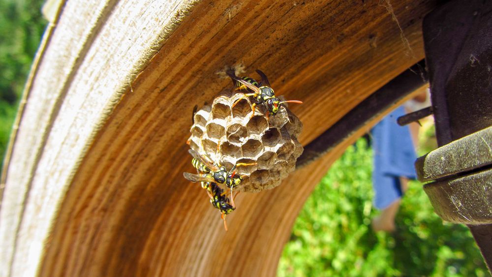 Missouri wasp nest 