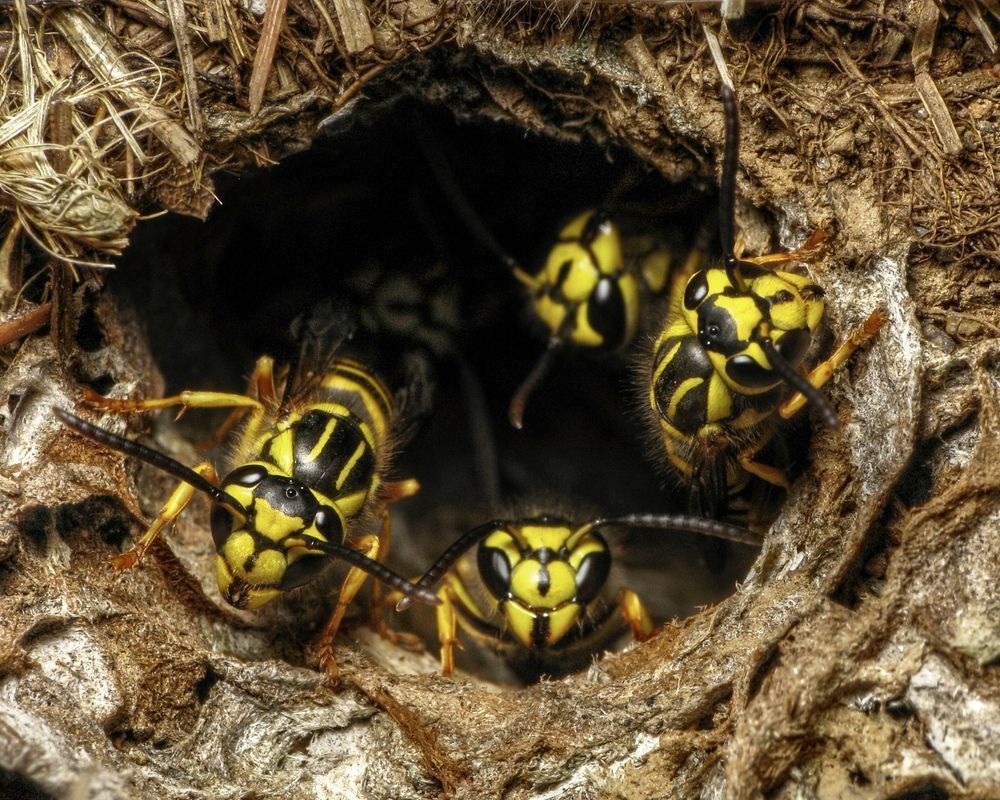 Yellow jacket nest in the ground