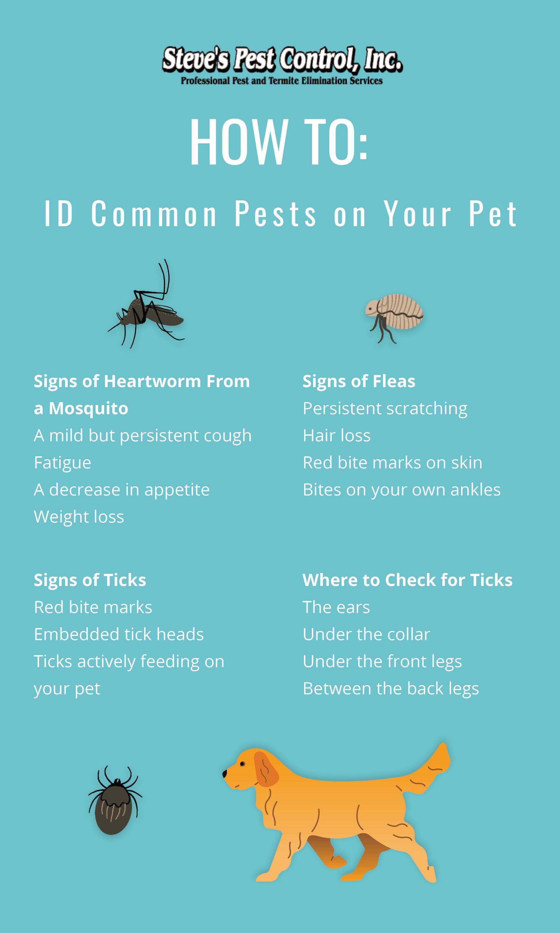 Learn how to identify common pests on your pet with Steve's Pest Control.