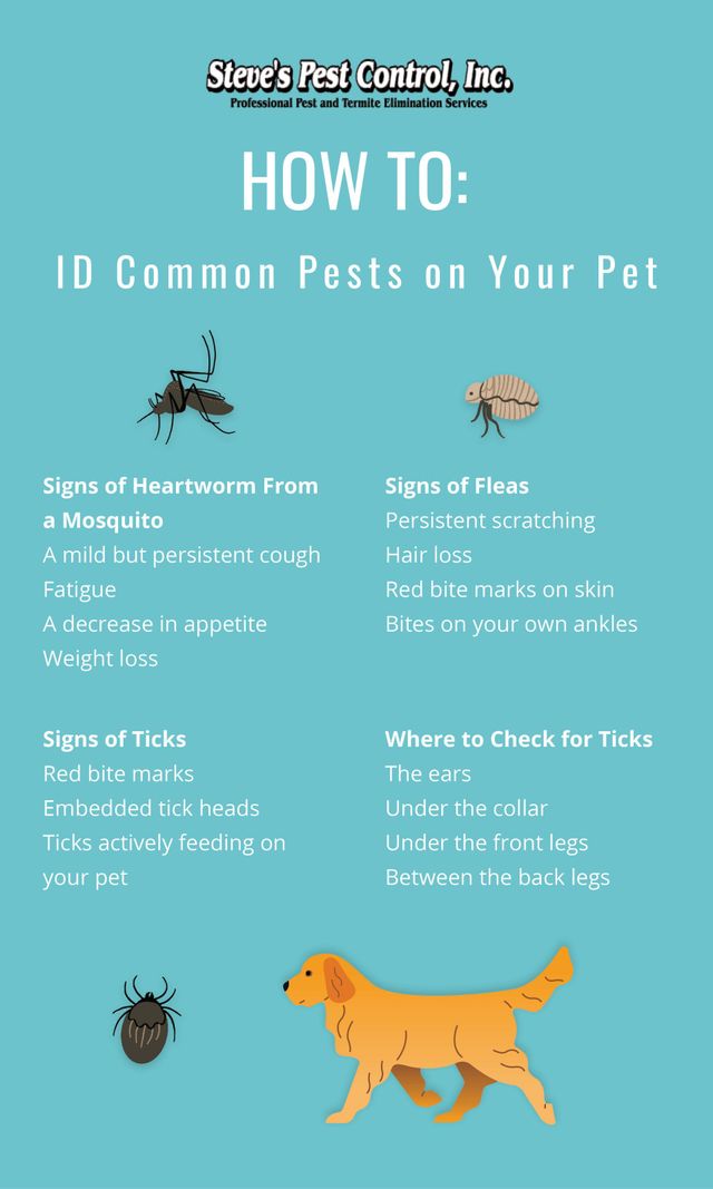 Steve&rsquo;s Pest Control | Protect Your Pet from Winter Pests