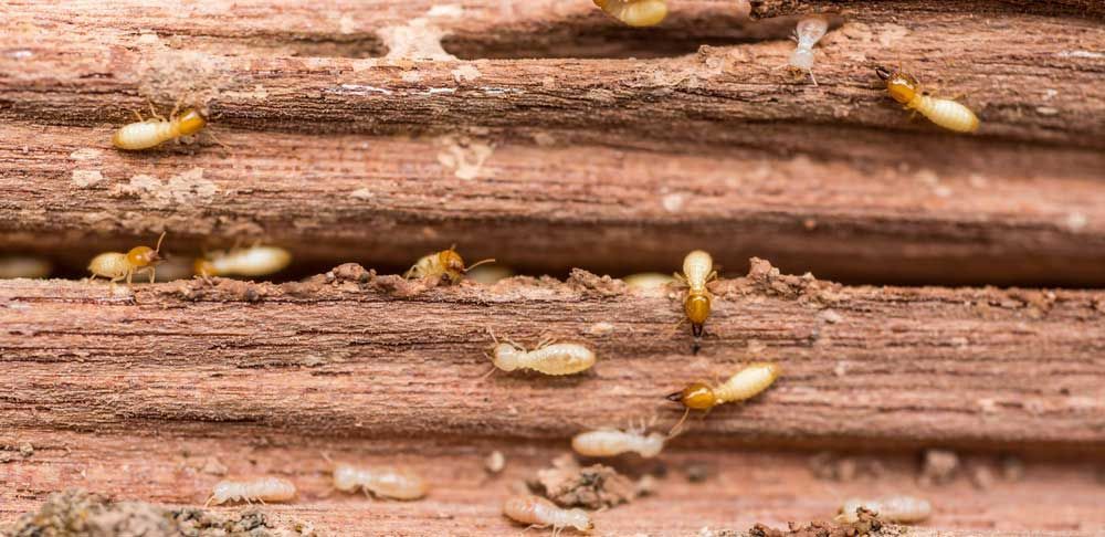 termites crawling around on a piece of wood