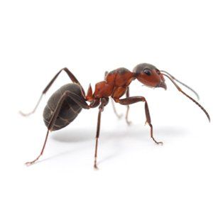 Learn About Acrobat Ants From Steve's Pest Control