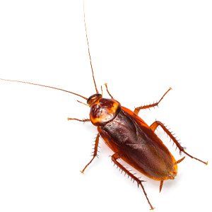 American Cockroach in Mid-Missouri | Steve's Pest Control