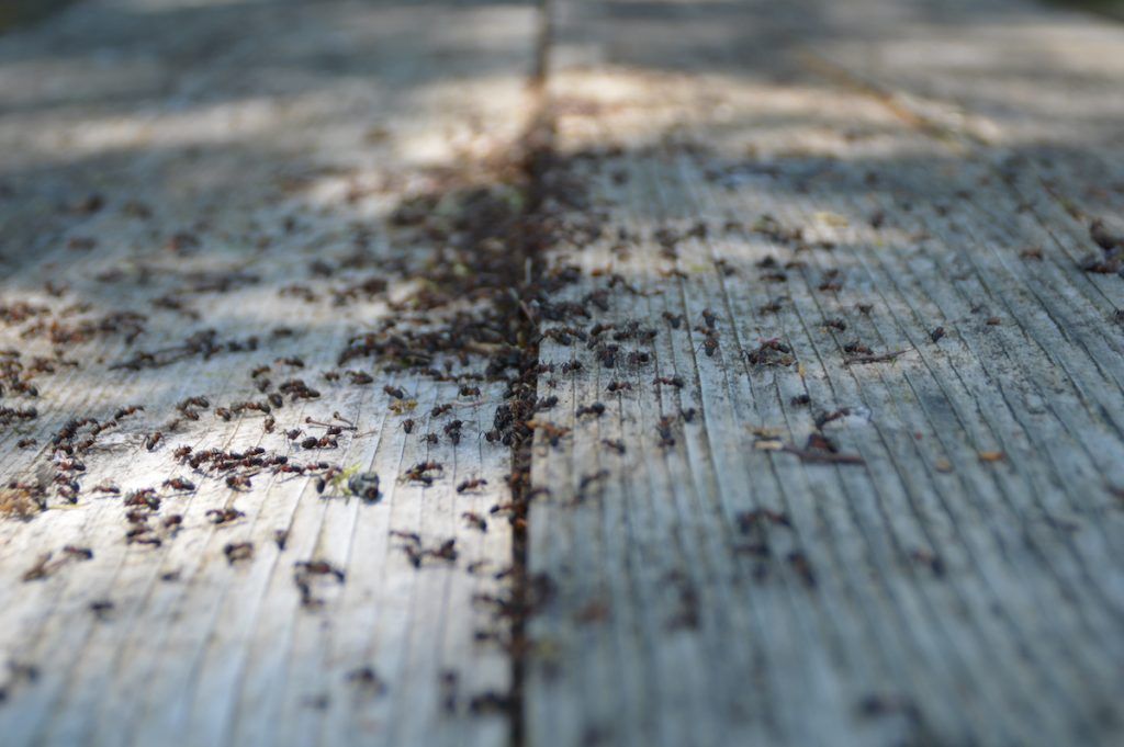 Ants In Lake Ozark, MO