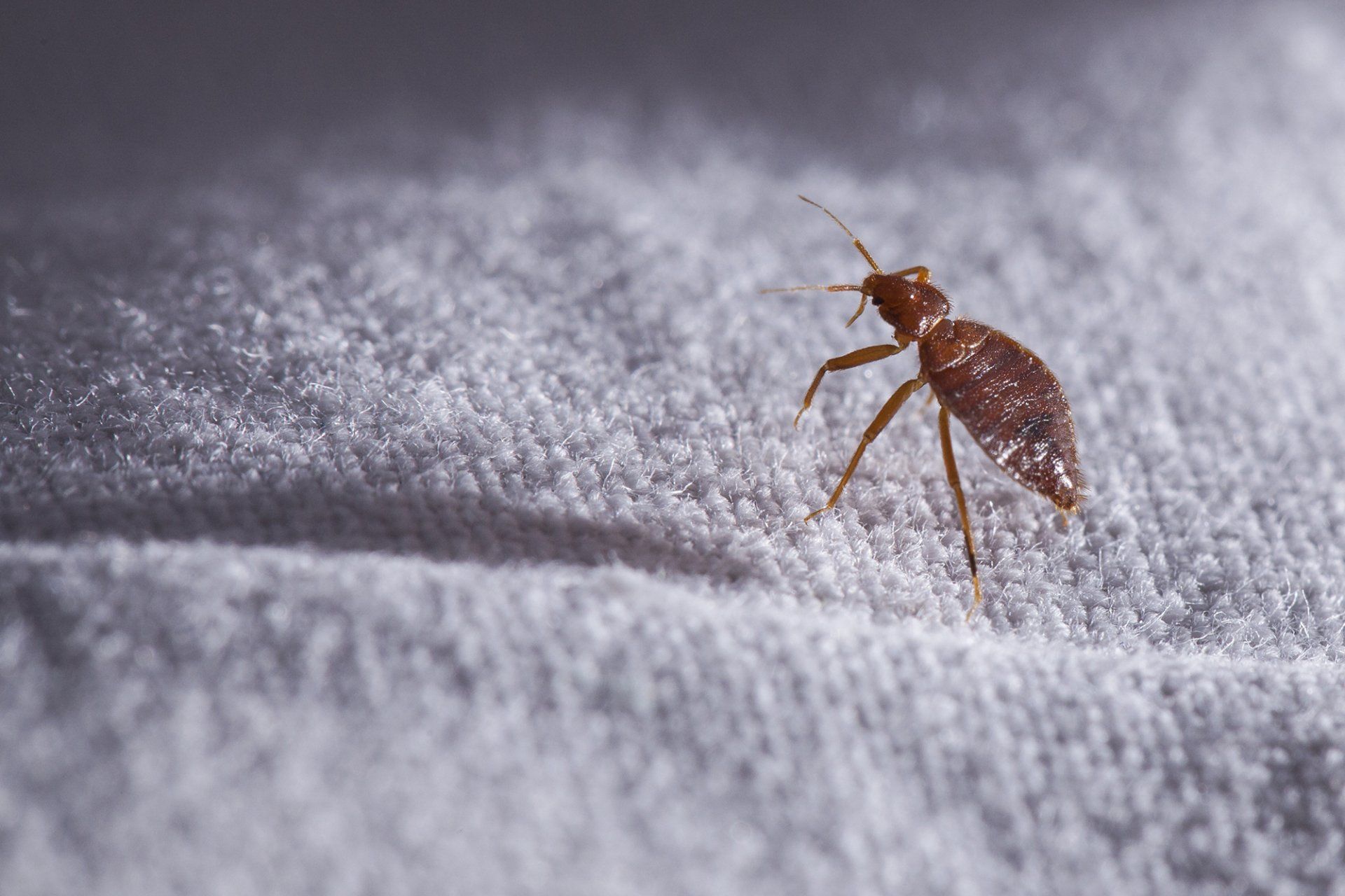 Finding Bed Bugs on Your Sheets in Mid-Missouri? Call Steve's Pest Control